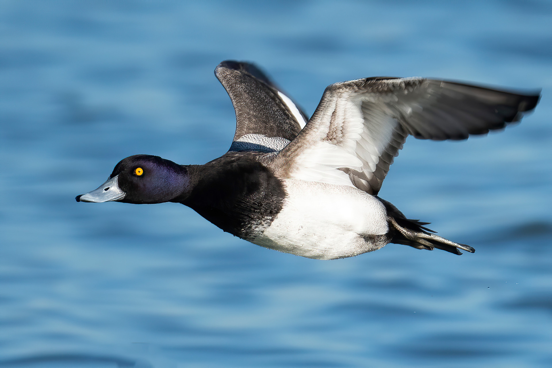 Birds that dive for their dinner