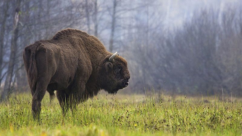 parlamento europeu aprova controversa lei da recuperação da natureza