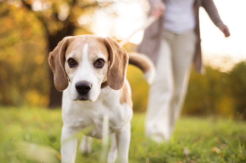 alabama rot warning for dog owners – interactive map reveals where deadly infections are on rise