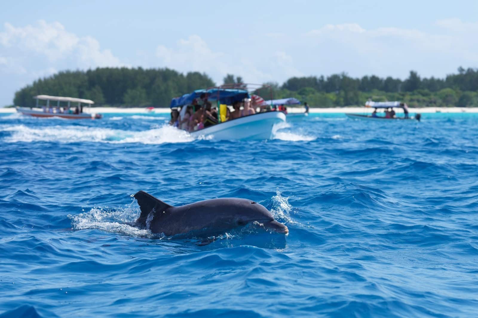 <p><span>Kizimkazi, on the southern coast of Zanzibar, is famous for its dolphin tours, offering the chance to swim with these playful marine creatures in their natural habitat. The experience of interacting with dolphins in the open ocean is both thrilling and humbling.</span></p> <p><span>Besides dolphins, the area’s crystal-clear waters are perfect for snorkeling and exploring the vibrant coral reefs. Responsible tour operators ensure that the dolphins are not harassed, making for an ethical wildlife encounter.</span></p> <p><b>Insider’s Tip: </b><span>Choose an eco-friendly tour operator that respects wildlife and avoids chasing or harassing the dolphins.</span></p> <p><b>When To Travel: </b><span>Dolphin sightings are common year-round, but the best sea conditions are from August to October.</span></p> <p><b>How To Get There: </b><span>Kizimkazi is about an hour’s drive from Stone Town. Organized tours usually include hotel pick-up and drop-off.</span></p>