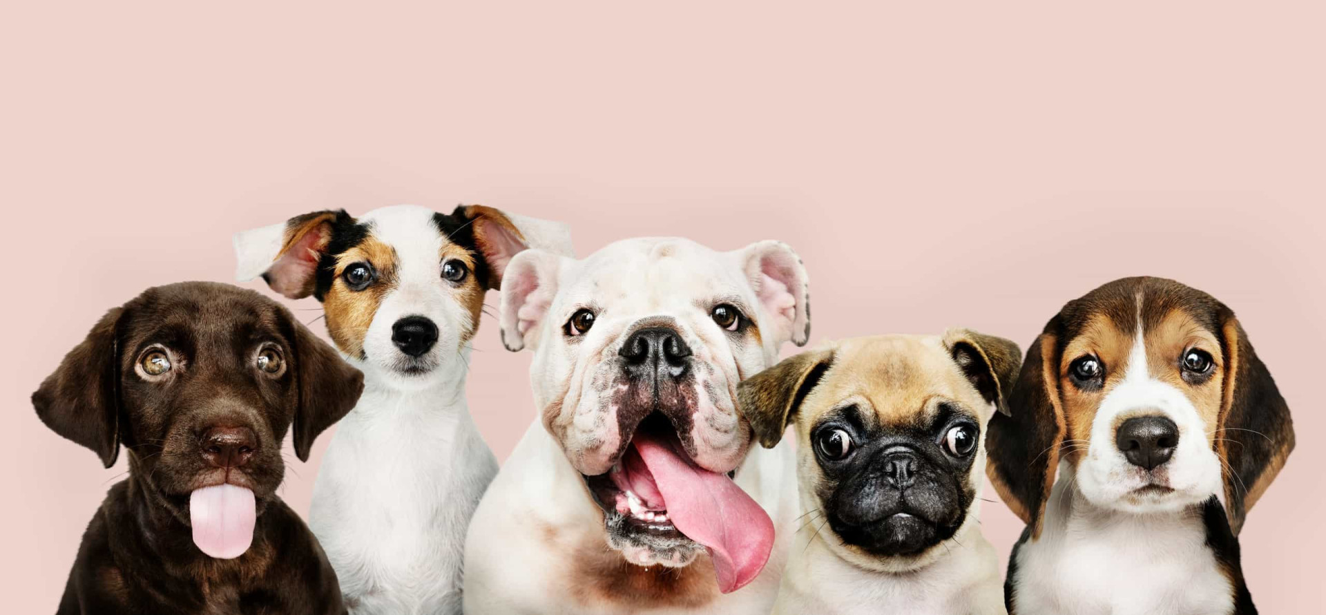 The Cutest Dog Breeds, Ranked