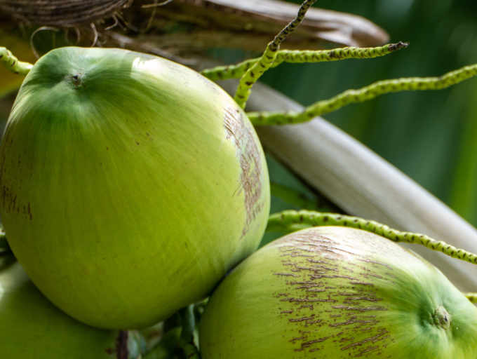 10 benefits of consuming coconut water