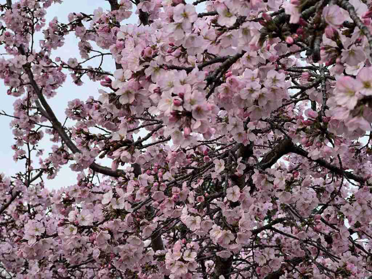 Is a Trip To See the DC Cherry Blossoms Worth It?