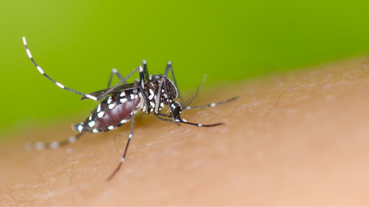 6 mitos sobre a dengue que você não fazia ideia