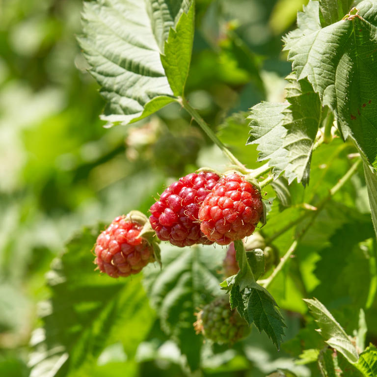 When to plant raspberry canes – the time window to establish roots for ...