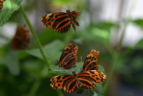 The team looked specifically at a tribe of butterflies called the Heliconiini. Image Credit: University of York