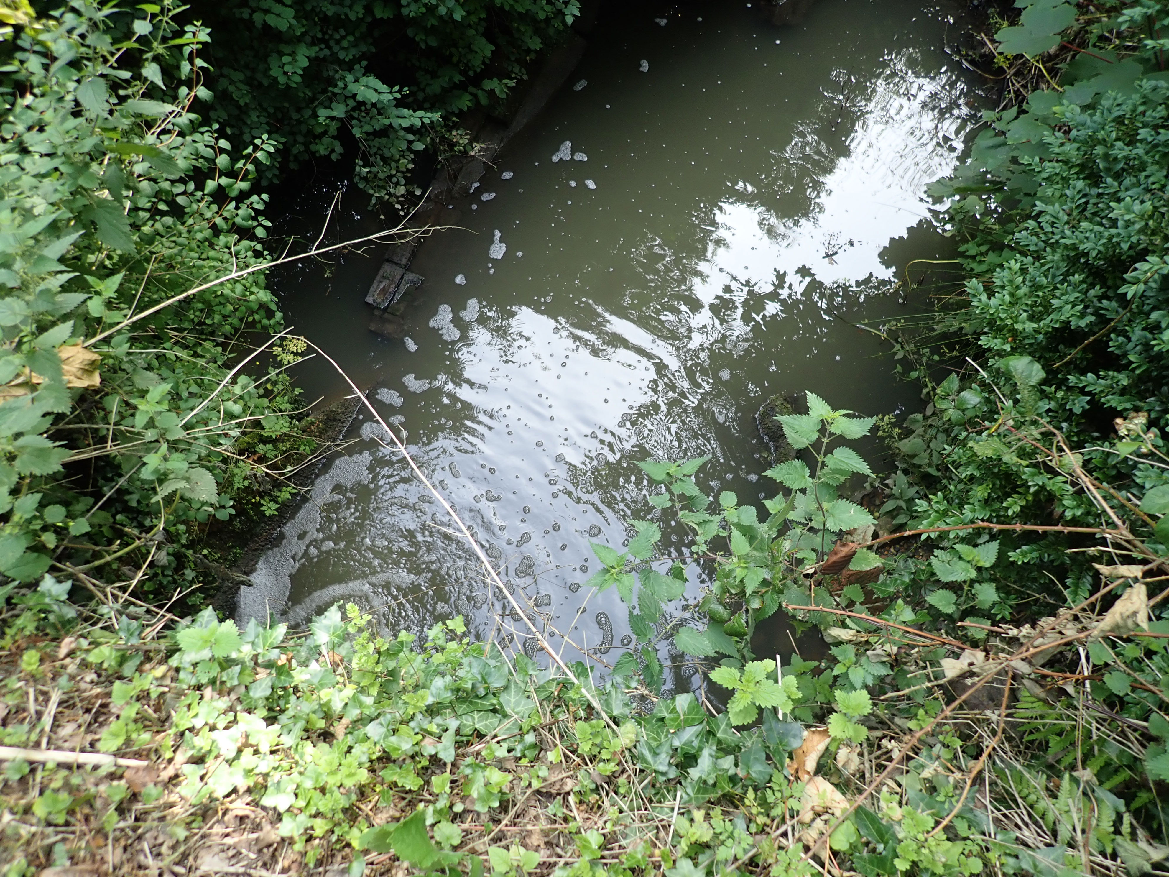 southern water fined £330,000 for stream pollution that killed 2,000 fish