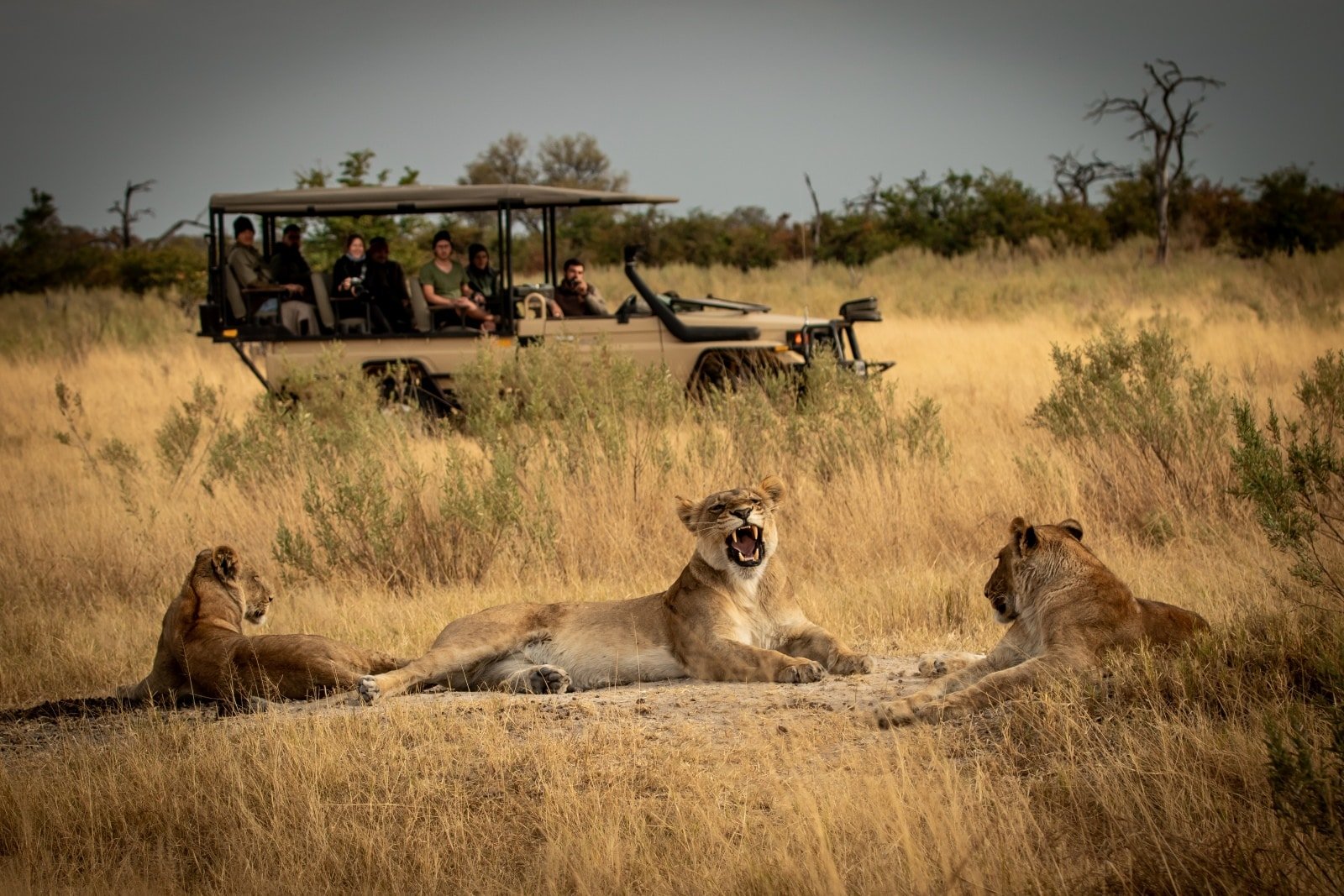 <p><span>Botswana’s approach to wildlife tourism involves local communities in conservation and tourism management. Projects like the Okavango Community Trust offer opportunities to engage in wildlife monitoring and sustainable tourism practices.</span></p> <p><span>Visitors can join guided wildlife safaris, bird-watching excursions, and cultural tours, all led by local community members. </span><span>This provides an authentic wildlife experience and ensures that tourism’s benefits are shared with the local communities, contributing to wildlife conservation and community development.</span></p> <p><b>Insider’s Tip: </b><span>Opt for accommodations and tours that are part of community trusts or conservancies.</span></p>