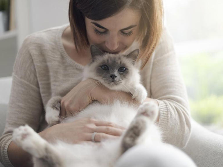 25 Best All-around Cat Breeds For Families