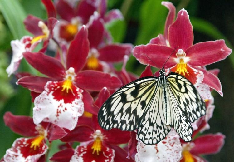 potager extraordinaire, foire aux plantes, atelier orchidée… dix sorties pour les jardiniers en mars