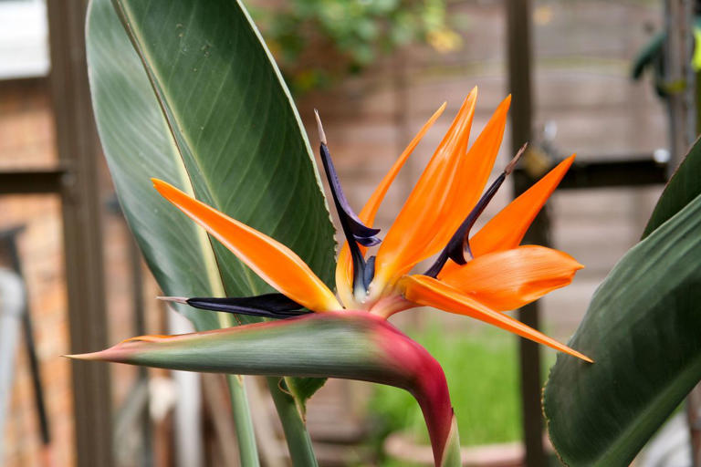 Bird of Paradise: how to care for this high-impact plant