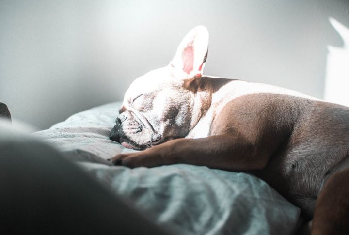 15 Dog Breeds That Snore the Most