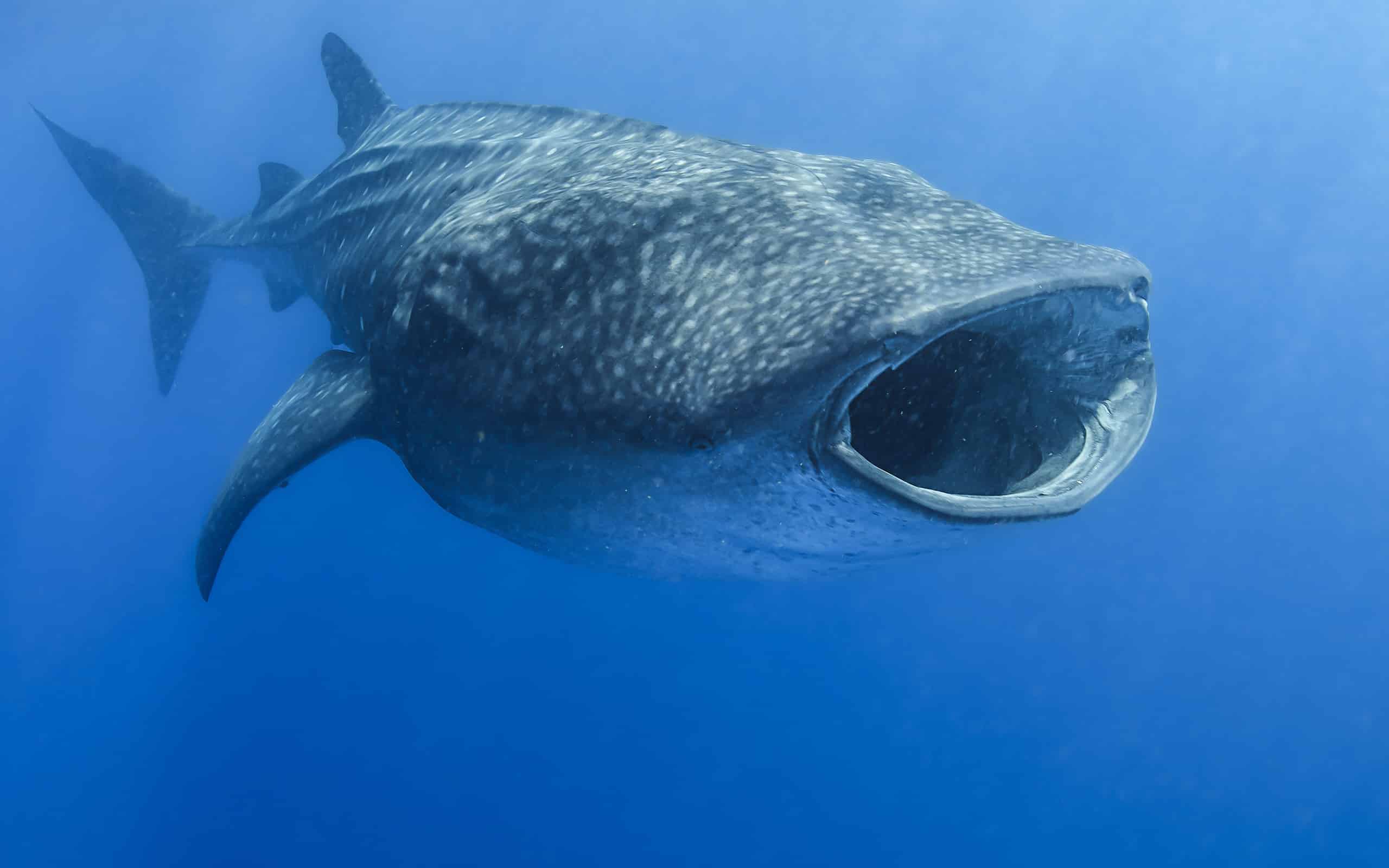 The Largest Shark Species in the Ocean Makes Me Scared to Go Swimming In It