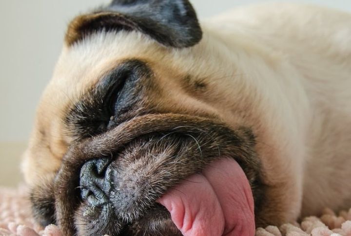 15 Dog Breeds That Snore the Most