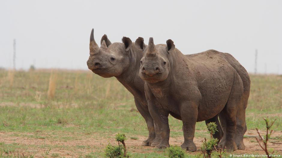 inyectan material radiactivo en los cuernos de los rinocerontes para disuadir a los cazadores