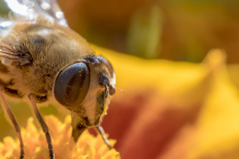 On Your Next Trip to Mexico, Consider Its Native Bees