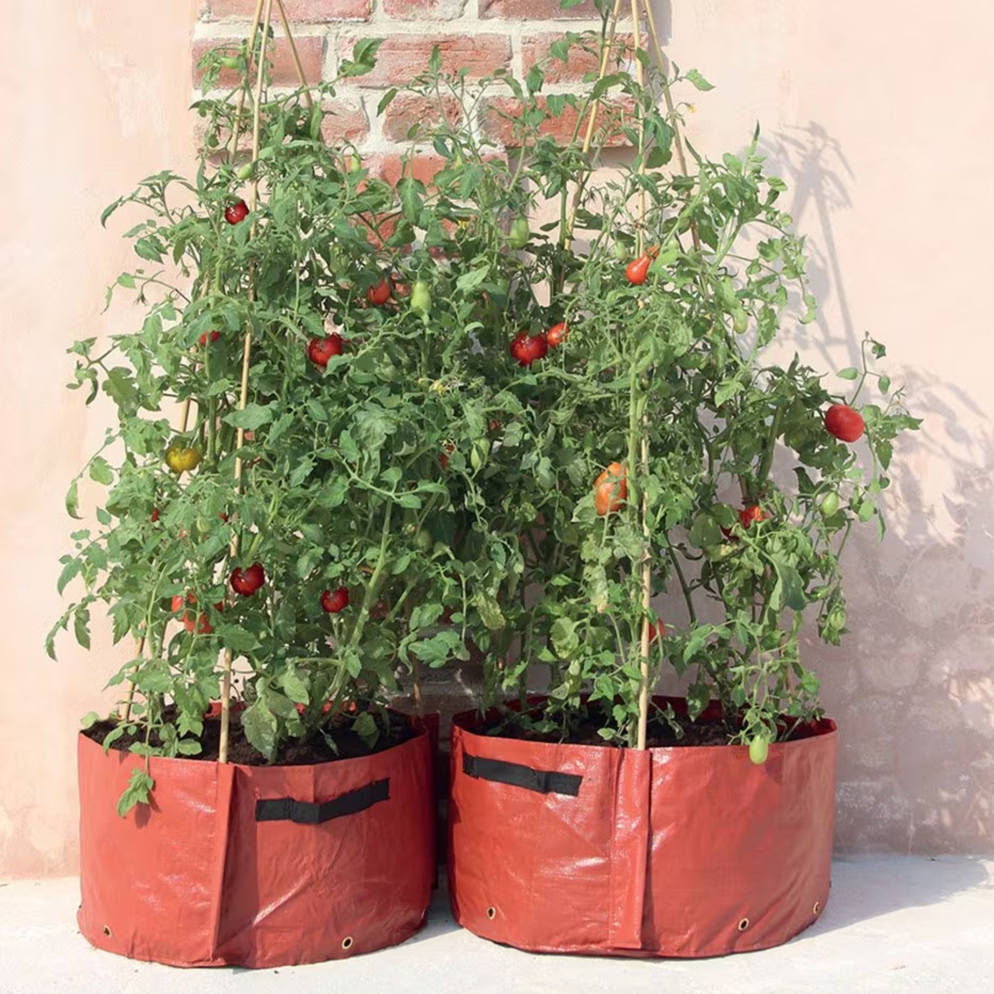 Growing Tomatoes In Grow Bags Is Easy, So Long As You Follow Our Expert ...