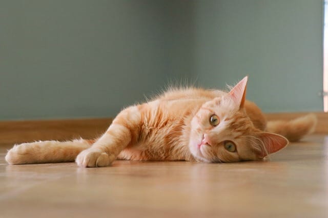 la personalità dei gatti rossi: cosa li rende così speciali?