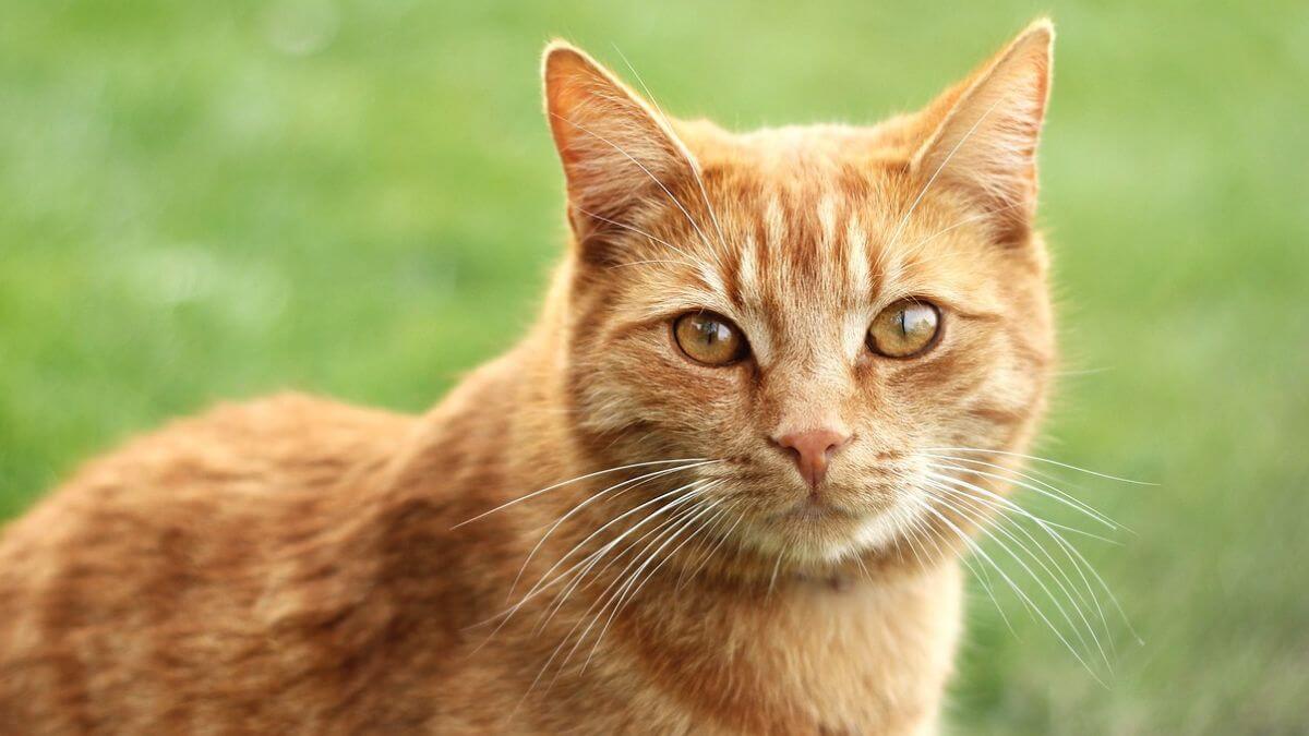 la personalità dei gatti rossi: cosa li rende così speciali?
