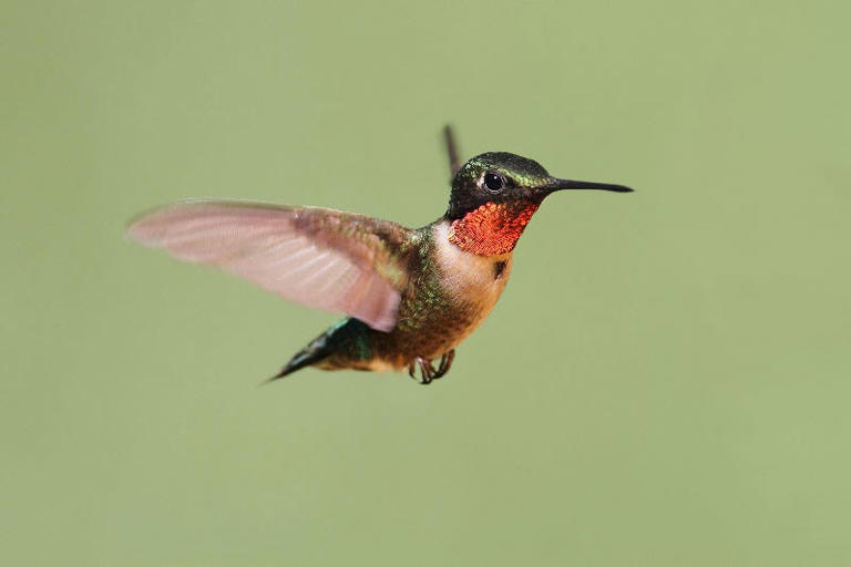 Hummingbirds are migrating. When will they return to Ohio?