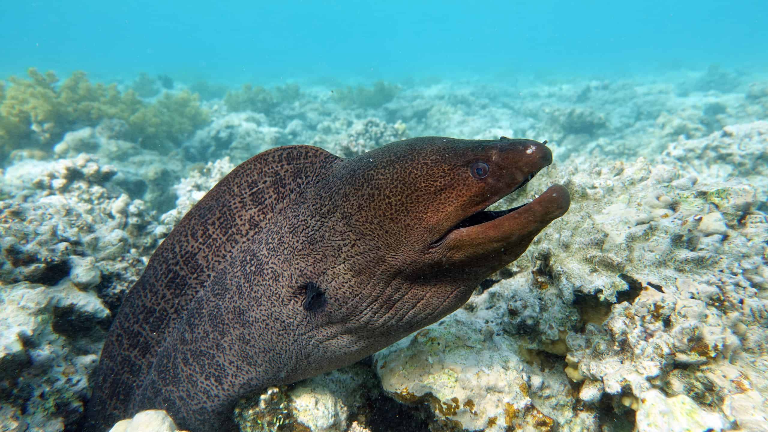 10 Strange And Incredible Moray Eel Facts   BB1iZc7A.img