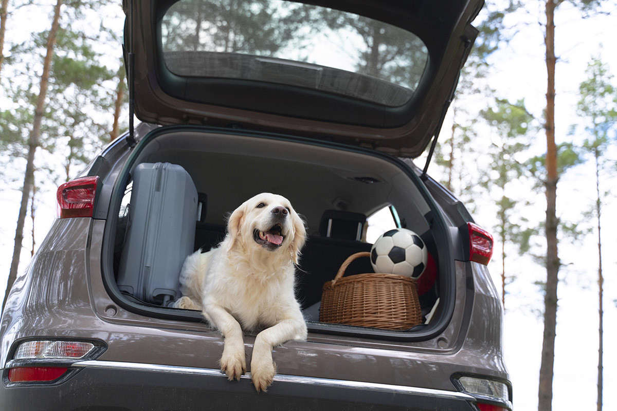 Babyauto presenta un nuevo dispositivo de seguridad para viajar con  mascotas en el automóvil.