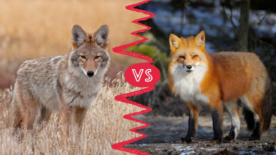 Coyotes vs. Foxes: What’s the Difference—and How to Tell Them Apart