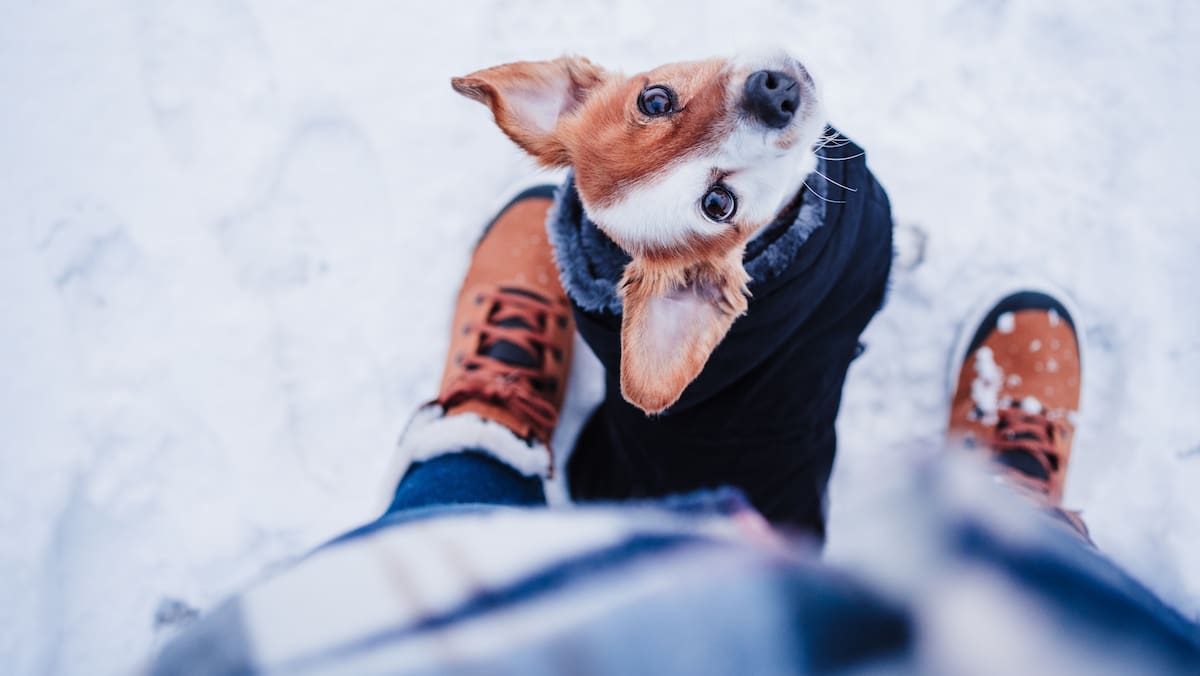 tierärztin klärt auf: sind winterjacken für hunde übertrieben oder notwendig?