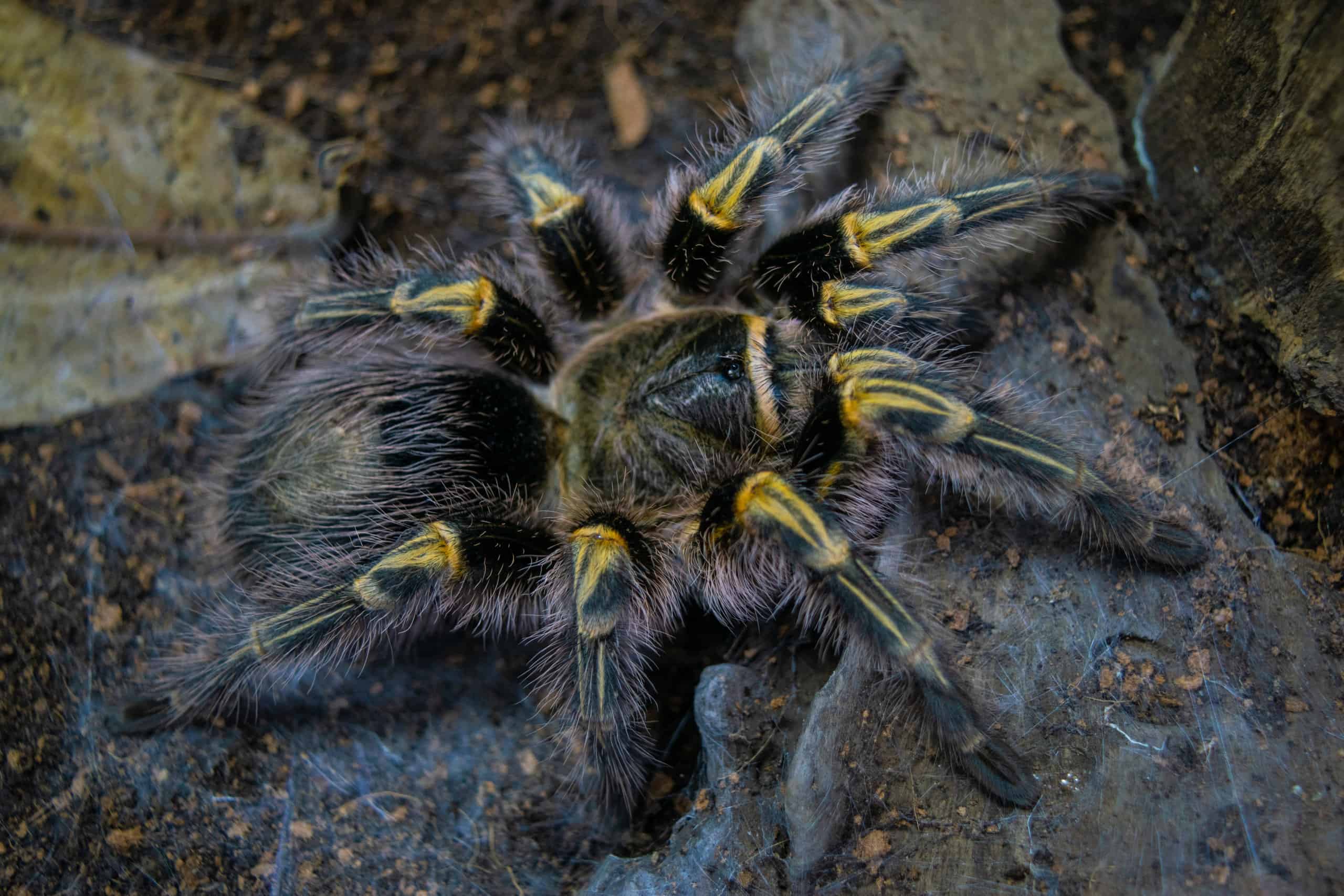<p>The Chaco golden knee tarantula is a pretty black and gold spider. The spider calls Paraguay and Argentina home and has a large leg span of 7 inches. </p>