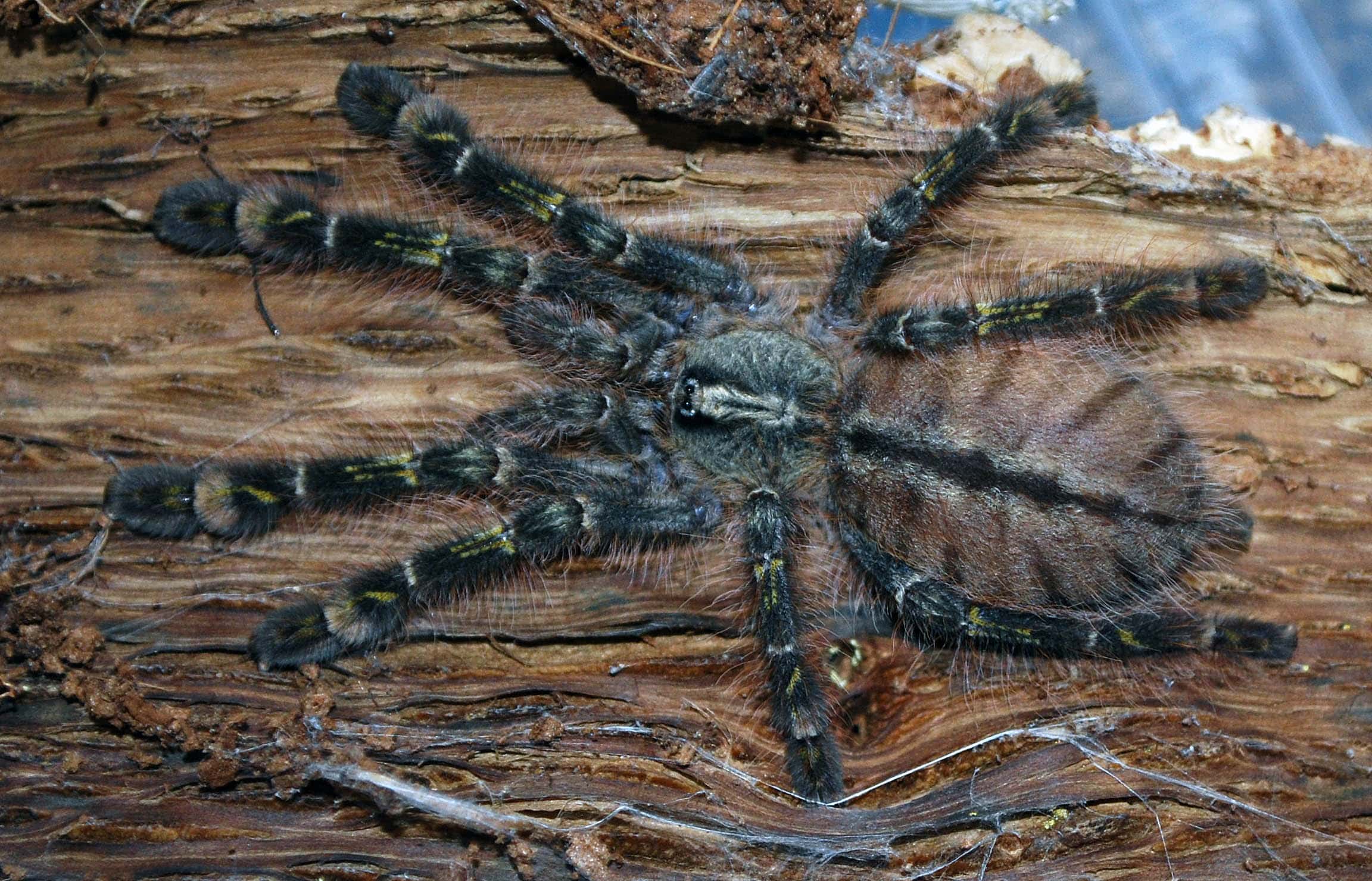 <p>The slate-red ornamental tree spider is an Old World tarantula. Old World tarantulas do not have urticating hairs to kick at assailants. Instead, their only means of defense is to bite. They will only attack if running or hiding doesn't work first. They are native to India and have a leg span of nine inches. </p>
