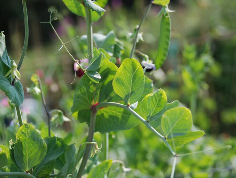 Easy Guide To Growing Peas - One Of The Earliest Crops To Plant