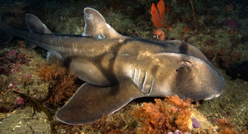 <p>The Port Jackson shark is easily identifiable by its distinctive harness-like markings and the unique, pig-like snout used to forage for food on the ocean floor. This species is found in the temperate waters of southern Australia and exhibits fascinating behaviors, such as using its mouth to pick up and move sea urchins and mollusks. The Port Jackson shark lays spiral-shaped eggs, which it wedges into crevices to protect them from predators. Its docile nature and unique appearance make it a favorite among divers and a fascinating subject for marine researchers.</p>
