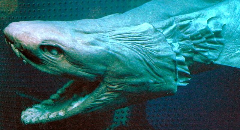 <p>The frilled shark is often compared to a living fossil, with its ancient lineage tracing back millions of years. Its body resembles that of an eel, and it possesses a unique set of frilly gills, from which its name is derived. This shark’s mouth is filled with rows of backward-facing, needle-like teeth, ideal for gripping slippery prey in the deep sea. Living in the depths of the ocean, the frilled shark is a rare sight, contributing to its mysterious and eerie reputation.</p>