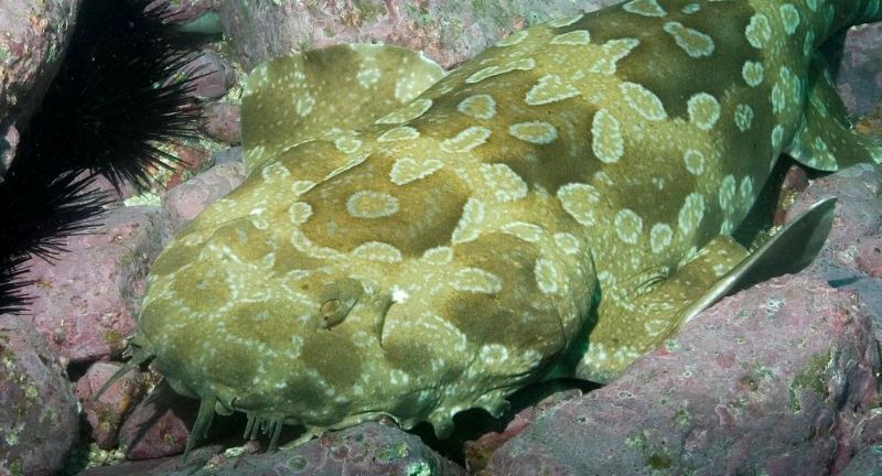 <p>The spotted wobbegong is distinguished by its complex pattern of spots and blotches, which allows it to camouflage perfectly with the ocean floor. This shark’s flat body and fringed appearance enable it to blend into its surroundings, waiting to ambush prey. Found primarily along the Australian coast, the spotted wobbegong feeds on fish, cephalopods, and crustaceans. Its distinctive appearance and ambush hunting tactics make it a unique species among the diverse shark population.</p>