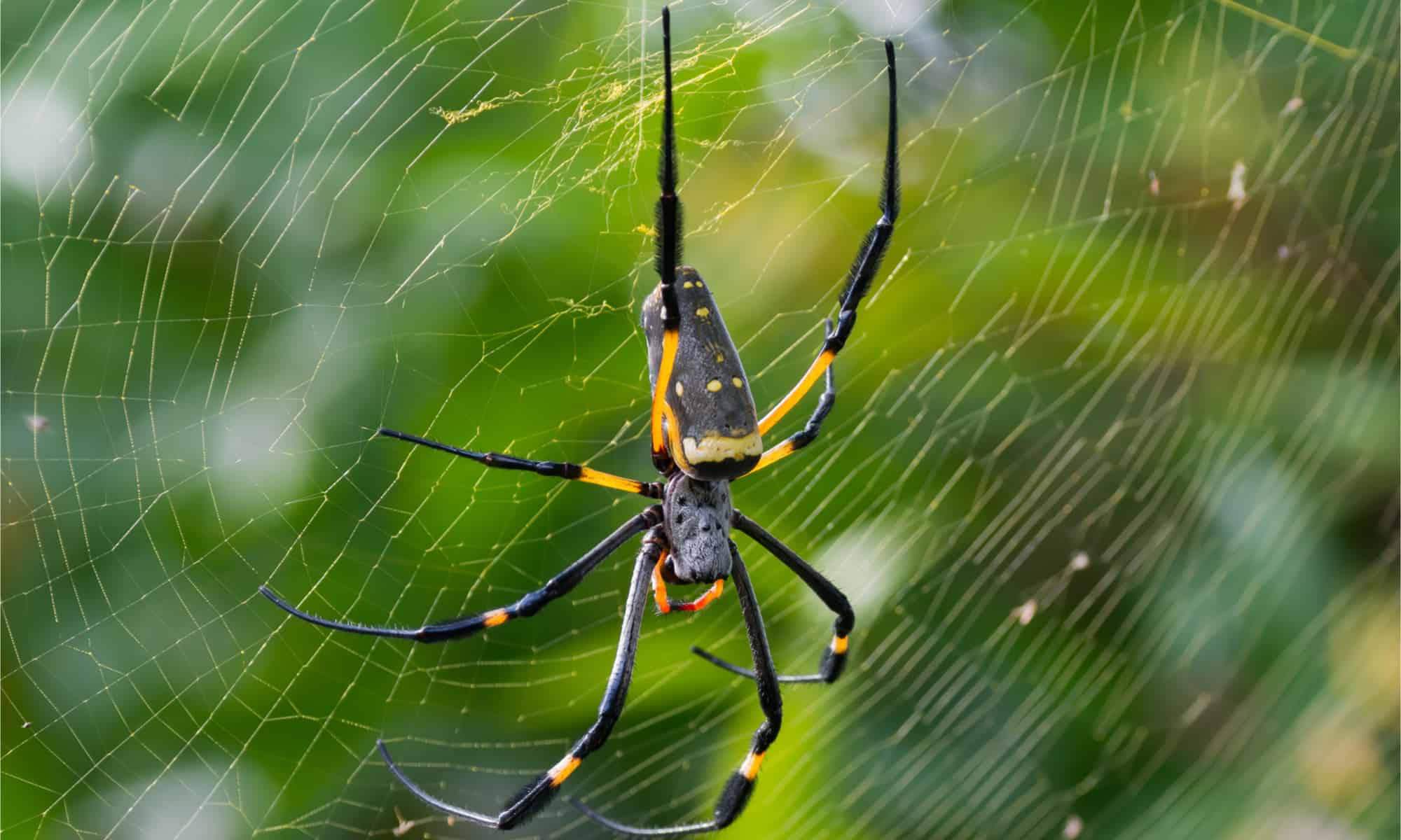 <p>The golden silk orbweaver is a delicate spider found in North and South America. The females have a 6-inch legspan. </p>