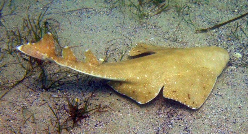 <p>Angel sharks have a flat, ray-like body that allows them to blend into the sandy or muddy ocean floor, where they lie in wait for prey. Resembling a large fish or a ray at first glance, they surprise their prey with a sudden burst of speed. These sharks are found in temperate and tropical waters, often buried in sediment to camouflage themselves. The angel shark’s ambush strategy and unique physique provide a fascinating glimpse into the diversity of shark adaptations.</p>