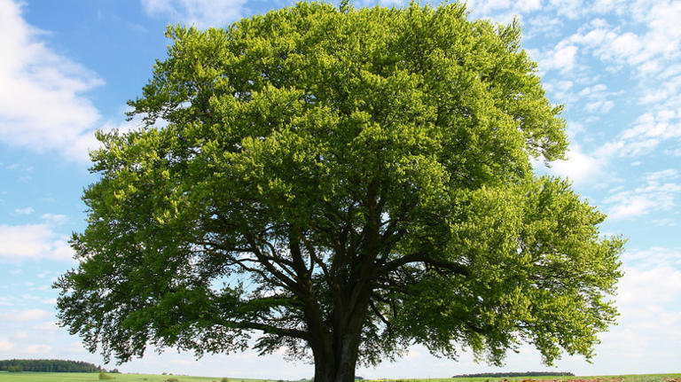 The Best Method For Pruning Your Beech Trees, And How To Do It