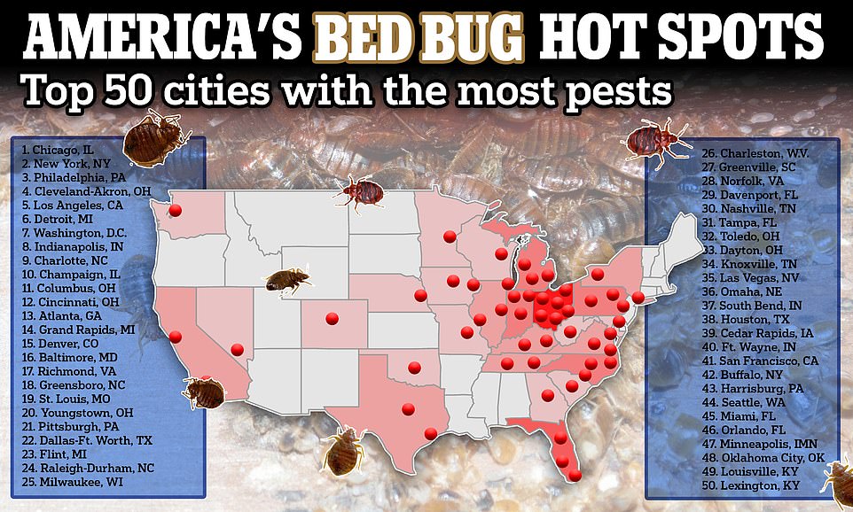 New Hard To Kill Bed Bug Species Is Invading The US Experts Say   BB1iaFPm.img