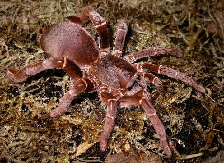 <p>The brown Hercules baboon spider is native to Africa, specifically Nigeria. The largest male on record recently made the news. The mysterious spiders have a leg span of 8 inches.</p>