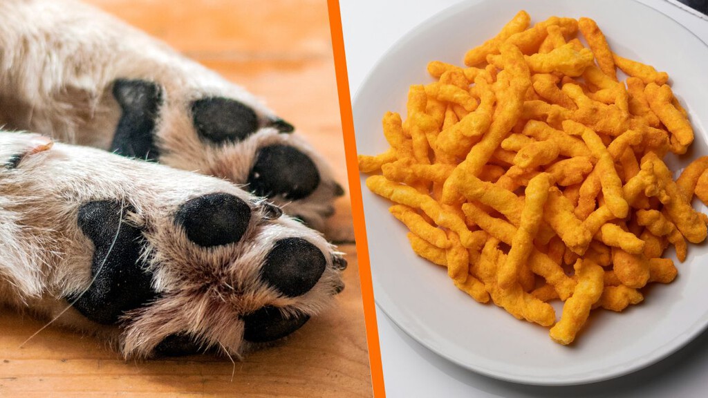 por qué las patitas de los perros huelen a cheetos: la explicación científica sobre su aroma