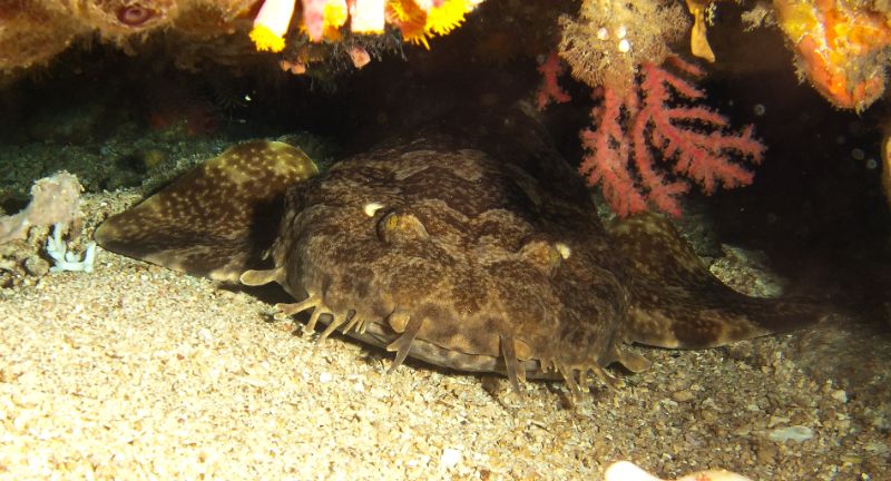 <p>Wobbegongs, also known as carpet sharks, are distinguished by their ornate, camouflaged patterns that allow them to blend seamlessly with the ocean floor. These bottom-dwellers are masters of ambush, lying in wait for unsuspecting prey to pass by before striking. Found primarily in Australian waters, wobbegongs have a broad, flat body that aids in their stealthy hunting style. Their unique appearance and behavior have made them a subject of curiosity and study among marine scientists.</p>