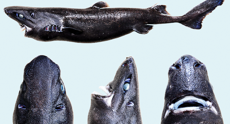 <p>The ninja lanternshark, a recently discovered species, is small and dark, capable of emitting a faint blue light from its body. Named for its stealthy appearance, this shark resides in the deep waters off the coast of Central America. Its bioluminescence is thought to serve as camouflage, helping it blend into the darker depths of the ocean. The discovery of the ninja lanternshark has added to the understanding of the diversity and adaptability of deep-sea life.</p>