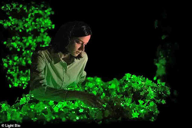 Genetically engineered plants that GLOW IN THE DARK go on sale in the