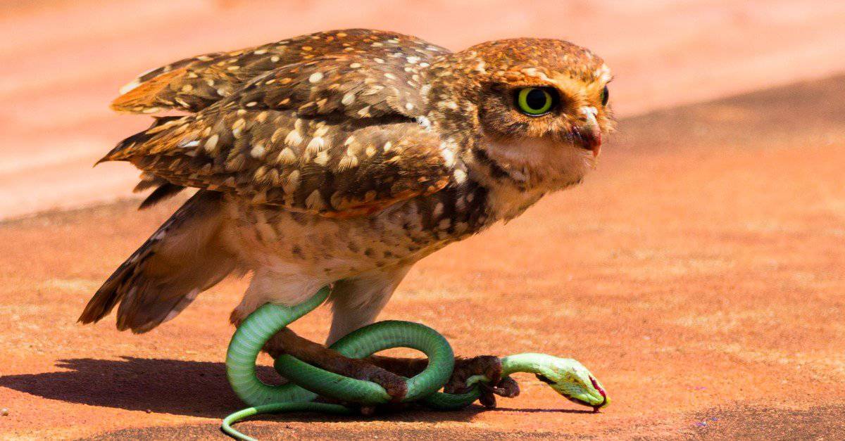 What Eats Snakes? 10 Animals That Eat Snakes