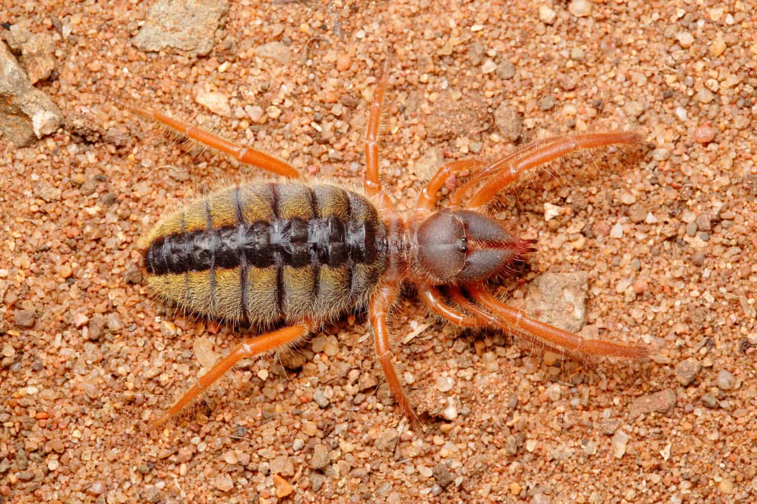<p>The giant camel spider calls the Middle Eastern deserts home and is 6 inches long. </p>