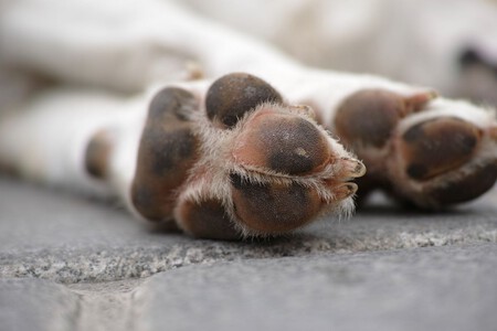 por qué las patitas de los perros huelen a cheetos: la explicación científica sobre su aroma