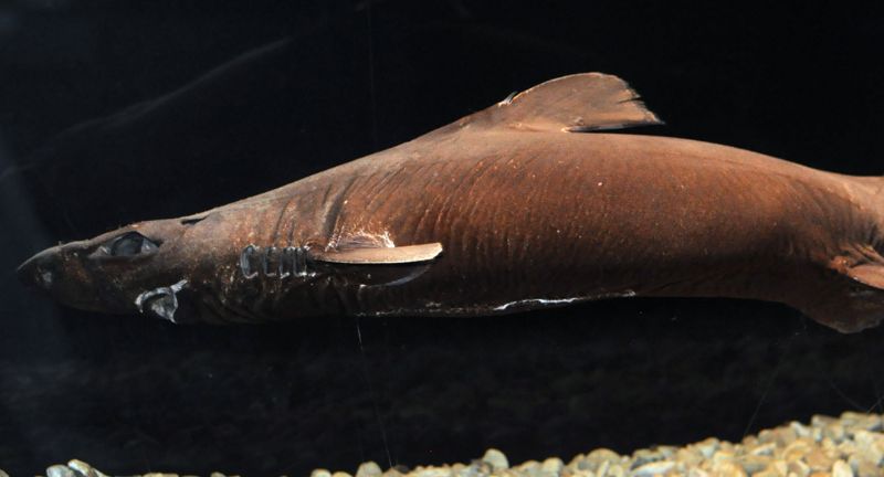 <p>The velvet belly lantern shark is notable for its glowing spine, which emits light to deter predators. This small, deep-sea shark is found in the Atlantic Ocean, from Norway to the Azores. Its bioluminescence serves as a unique defense mechanism, illuminating the shark’s underside to blend with the light from above. The velvet belly lantern shark’s adaptation to its dark environment showcases the innovative survival strategies developed by deep-sea creatures.</p>