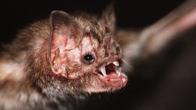 v austrálii pátrají po dětech, které si hrály s netopýrem. mohly se nakazit smrtelnou nemocí