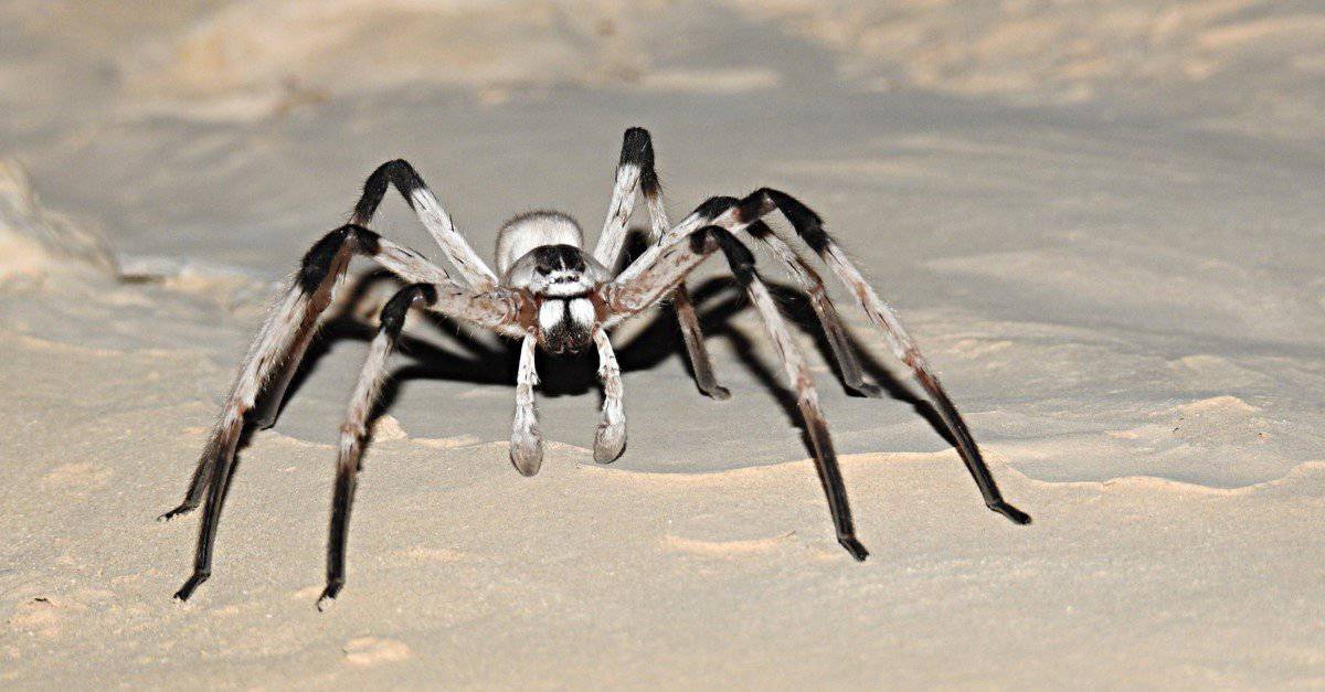 <p>The gorgeous Israeli desert huntsman is native to Israel and has a leg span of 5.5 inches.</p>
