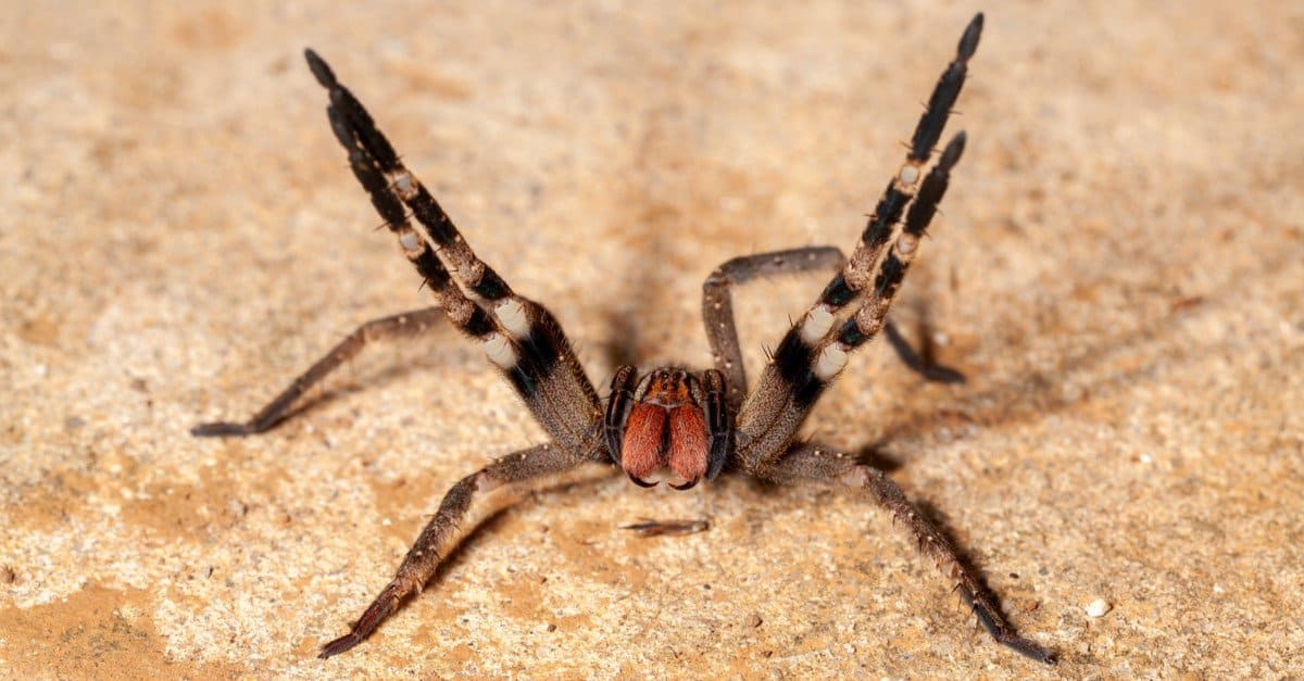 <p>The potentially deadly Brazil wandering spider is found throughout South America and has a leg span of 5.9 inches.</p>